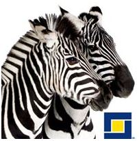 zebra facebook 