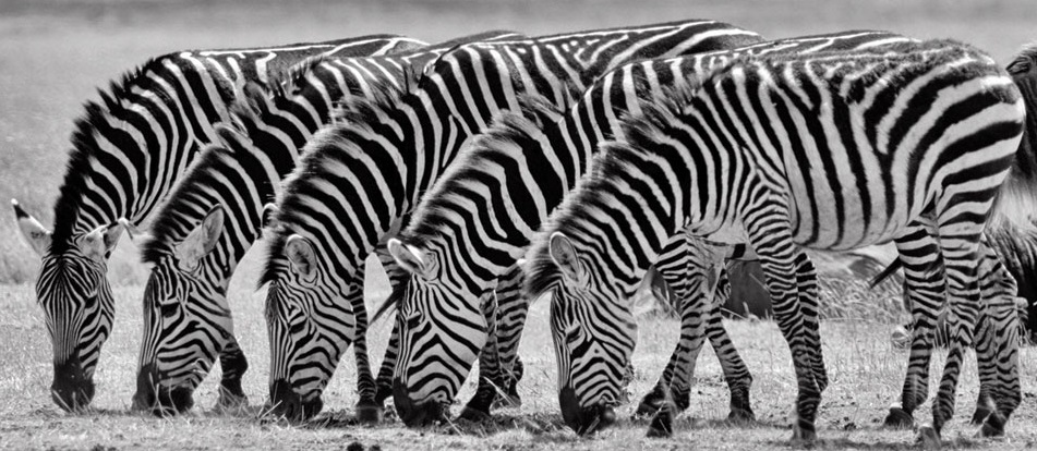 Dazzle of Zebras